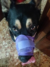 De policarbonato para perros ajustable máscara ladrar morder de la boca de malla boca aseo Anti deja de masticar