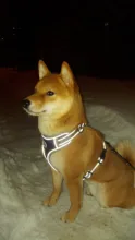 Vest Harnesses Pet-Accessories Husky Adjustable Breast-Band Reflective Large Dog 