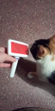 Multi-propósito peine para perro y gato aguja de cepillo para el cabello para mascota para Yokie cachorro perro pequeño removedor de pelo de belleza para mascotas aseo herramienta