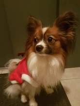 Christmas Dog Clothes Small Dogs Santa Costume for Pug Chihuahua Yorkshire Pet Cat Clothing