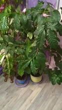 Phyto-Lamp Floodlight Seeding-Lamp Flower Plants-Tent Grow-Box Outdoor Full-Spectrum