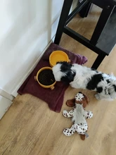 De cerámica tazón de perro gato plato con soporte de madera No derrame de alimentos para mascotas alimentador de agua gatos perros pequeños perros Pet