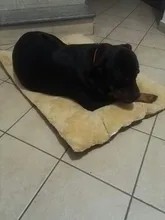 Pet Cushion Blanket Beds Dog-Bed-Mat Puppy Dogs Small Warm Large Cats-Pad Winter Thicken