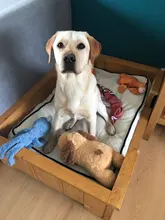 Lindo latido del corazón cachorro de conductividad juguete de entrenamiento mascota de peluche cómodo acurrucarse dormir