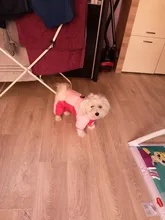 Coat Jacket Puppy Pet-Dog French Bulldog Small Dogs Waterproof Winter Super Cotton 