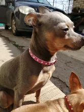 Necklace-Accessories Products Puppy Dogs-Collar Pet Chat Kitten Small for Pour Animaux