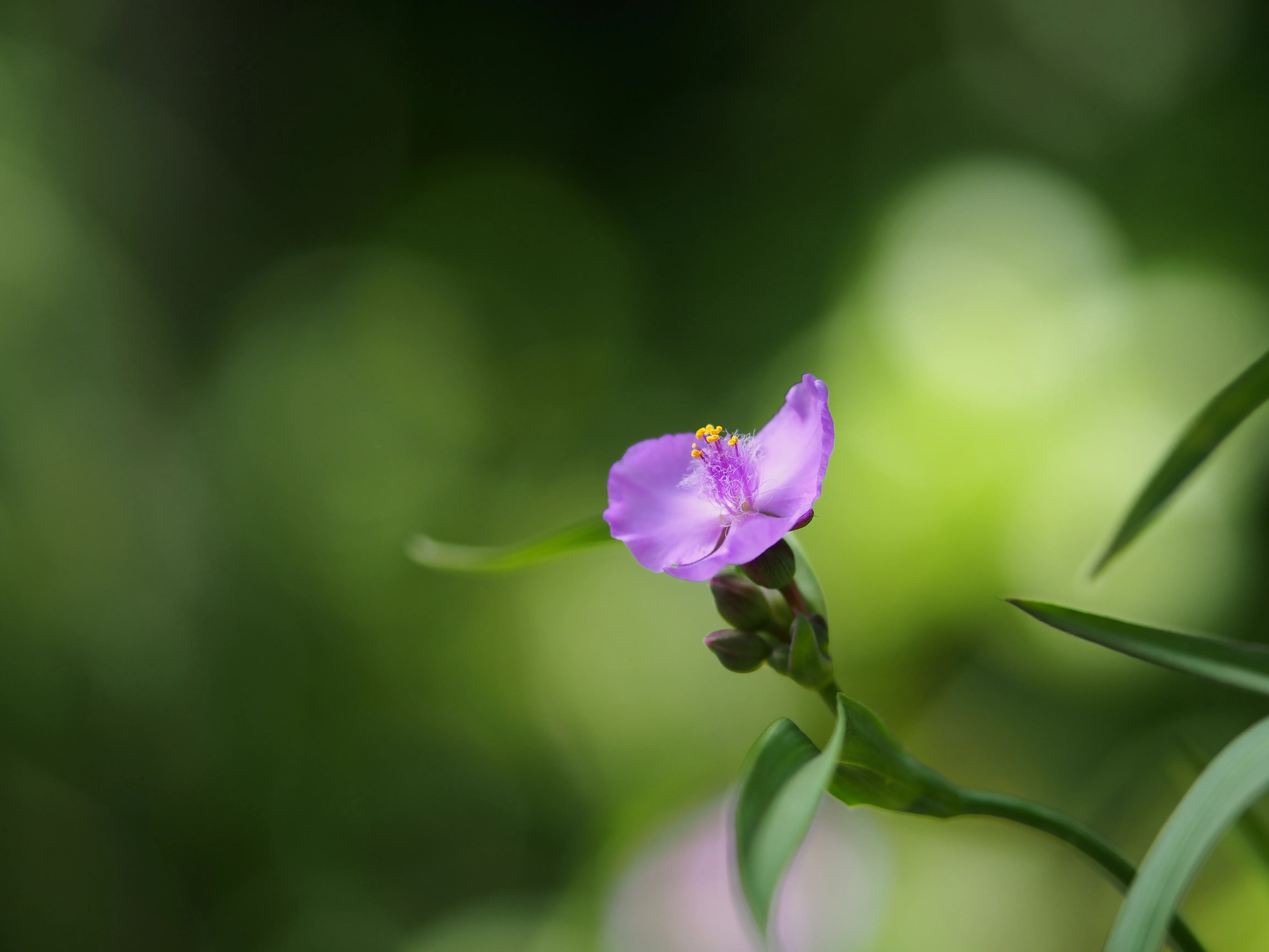 Сменный объектив Olympus M. ZUIKO DIGITAL ED 75mm F1.8(черно-серебристый