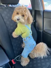 Jeans Clothing Jacket Coat Dog-Costume Puppy Dogs Small Denim Pet Medium for Chihuahua