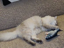 Electronic Cat Toy 3D Fish Electric Simulation Fish Toys for Cats Pet Playing Toy cat