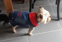 Dog-Vest Jacket Apparel Jeans Puppy Small Dogs Yorkshire Terrier Denim For Chihuahua