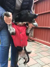 Abrigo de invierno para mascotas, ropa cálida para perros pequeños, abrigo de Navidad para perros grandes, chihuahua