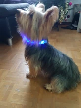 Collar con luces LED para perro, collar de luz recargable por USB, ideal para usar de noche al aire libre, accesorio de seguridad para mascota