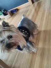 Vest Dog-Harness Dogs-Clothes Yorkshire Padded Puppy Chihuahua Warm Cool for Small Cats