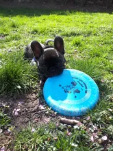 Uds platillo volante de plástico para perros, juego de mascotas, discos voladores resistentes, mordedores divertidos, adiestramiento de cachorros, juguete interactivo, tienda de mascotas