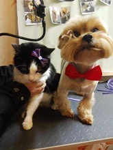 Bozal transpirable Para perros y gatos, mascarilla antimordeduras, máscara Para la boca Para gatitos y mascotas, bozal Para limpieza de baños de gatos, herramienta Para Gat