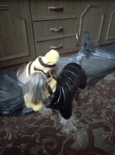 Pet-Puppy-Accessories Socks Hats Cat-Products Dogs-Knitted Small Chihuahua Little Winter