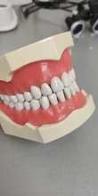Modelo de enseñanza Dental de Modelo Dental, modelo estándar con mordedores de 32 tornillos, goma dura suave, 28 y 24 dientes