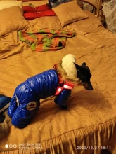 Arnés de seguridad LED de nailon para mascotas, producto para perro, Con luz intermitente, correa, Collar, chaleco, suministros para mascotas