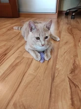 10pcs/lot Mini Colorful Cat Toys Plush False Mouse Toys for Cats Kitten Animal Funny