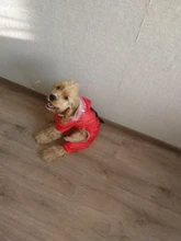 Raincoat Chihuahua Waterproof Summer Puppy Dogs Reflective for Small Nylon Ropa Perro