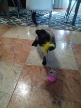 Vaso Swing juguetes para gatos gato interactivo equilibrio coche gato juguete de persecución con Catnip para mascotas productos para Dropshipping. Exclusivo.