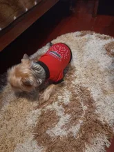 Ropa Para gato mascota, camisetas Para perros pequeños, accesorios, suministros Para mascotas, camiseta de manga corta Para Perro