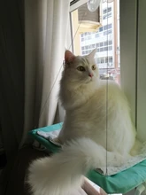 Pet Cat Hammock Bearing Seat-Beds Bed-Shelf Window-Seat-Mount Sunny Comfortable Cute