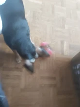 Food-Dispensing-Toy Chew-Ball Rubber Interactive-Dog-Toy Large Dog Bouncy IQ for Medium