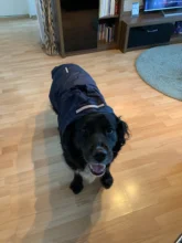 Impermeable para perro mascota impermeable perros grandes ropa de abrigo al aire libre chaqueta de lluvia reflectante Golden Retriever Labrador Husky gran poncho