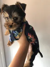 Ropa estampada de verano para mascotas, camisa de playa Floral, chaquetas, abrigo para cachorro de perro, disfraz de gato, ropa de primavera, trajes para mascotas