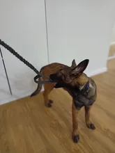 Bungee-Leash Collar German Shepherd Dogs Elastic Military Tactical Nylon for Large