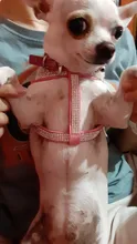 Suave de cuero de gamuza de arnés para perro Cachorro de diamantes de imitación chaleco para gatos mascota Mascotas Cachorro arneses para pequeño mediano perros Chihuahua rosa