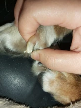 Cortador de uñas con garra para mascotas, cortador de uñas para pies, perro, gato, conejo, Toenail, herramienta de aseo de animales, recortador, cizalla para loros y pájaros gerbidos, 1 ud.