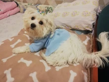 Dog-Dress Dogs-Skirt Yorkshires Chihuahau Winter Dot for Autumn