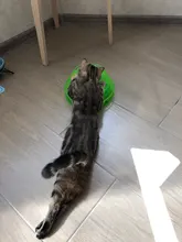 Three-Levels Tower-Tracks-Disc Ball Cat-Toys Interactive-Training-Amusement-Plate Cat-Intelligence