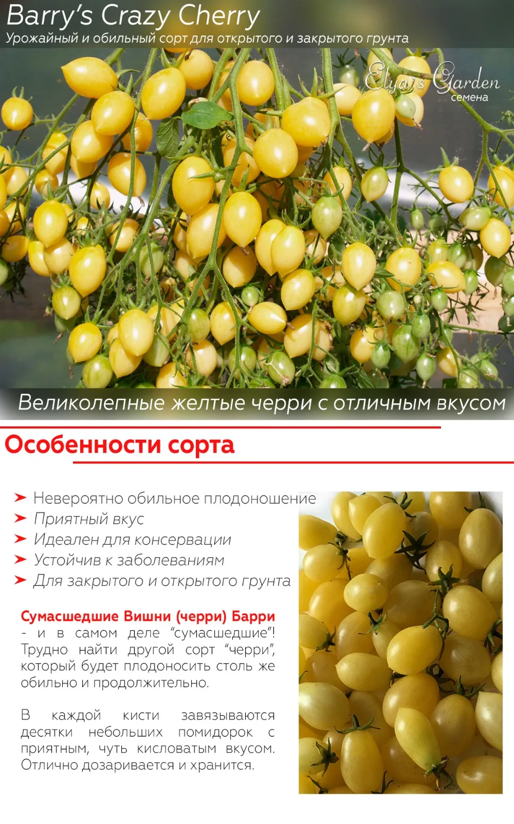 Томат черри сумасшедшие вишни барри. Вишни барри томат описание сорта. Томат сумасшедшие вишни барри описание. Черри вишня барри. Томат сумасшедшие вишни барри.
