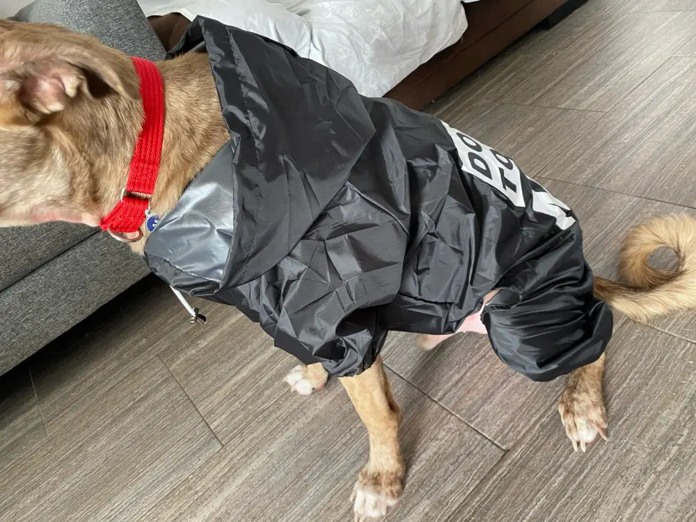 Köpek yağmurluk