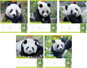 

Notebook student 18 L cage panda erichkrause 45078ek