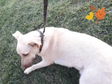 Collar para perro personalizado de nailon, con grabado impreso, identificativo, para cachorros, pequeños, medianos y grandes