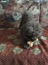 Juguete de hueso bonito para perros y gatos, soporte para masticar, limpieza dental, juguetes con sonido, adiestramiento de cachorros, suministros interactivos para mascotas