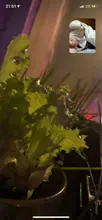 Grow-Lamp Sunlight Imitating Young-Plants Uv-Growing Full-Spectrum Indoor LED DC 5V 3W