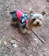 Ropa de invierno para mascotas, atuendo con chaleco cálido para perros pequeños, abrigo para perro, Chihuahua acolchado, a prueba de viento, 20