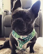 Breathable French Bulldog Harness Printed Reflective Dogs Harness Puppy Small Medium