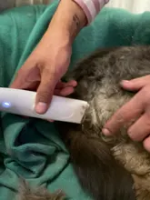 Dog-Hair-Trimmer Pet-Grooming-Product Electrical-Clipper Household Rechargeable Hot 