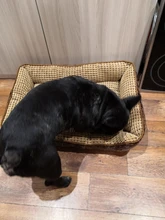 Waterproof Leather Dog Bed Washable PP Cotton Padded Pet Puppy Cushion For Large Dogs