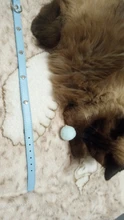 Pet-Necklace-Accessories Spiked Cat-Strap-Collar Puppy Dogs Small Adjustable Studded