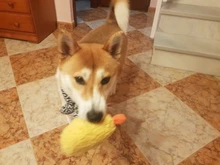 Japanese Fried Shrimp Tempura Dog Pet Chew Bite Squeaky Toy Cute Stuffed