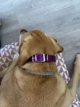 Collar para perro desodorante y resistente al agua de TPU y nailon, fácil limpieza, de alta calidad, suministros para mascotas, 7 colores, de moda