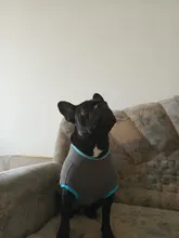 Coat-Jackets Fleece Vest Pug-Costumes Dogs French-Bulldog Chihuahua Winter Small Medium