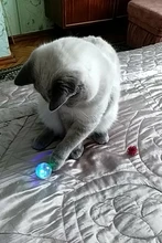 LED Blinking Cat Ball, Watch Our Video To Know More, Colorful Cat Toy